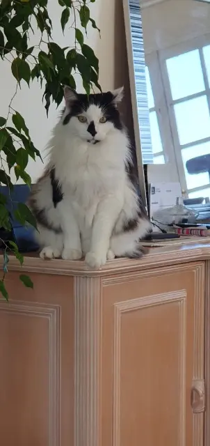 chat lost   50170 Pontorson Cookie