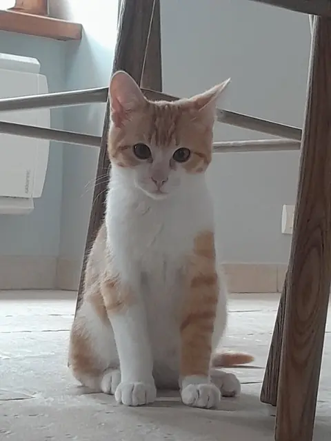 chat lost   50350 Donville-les-Bains Croquette