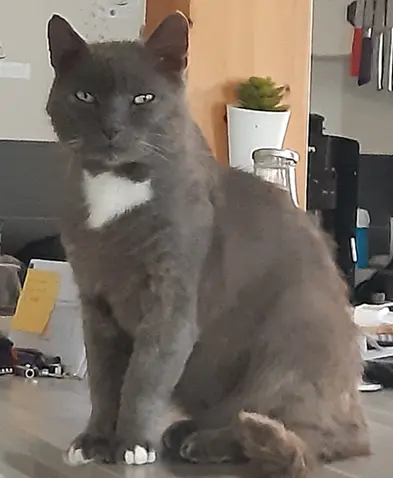 Chat Perdu 50 Manche - Doudou Chat Perdu 50 Manche - Doudou