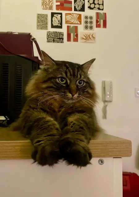 chat lost   50220 Ducey-les-Chéris Merlin