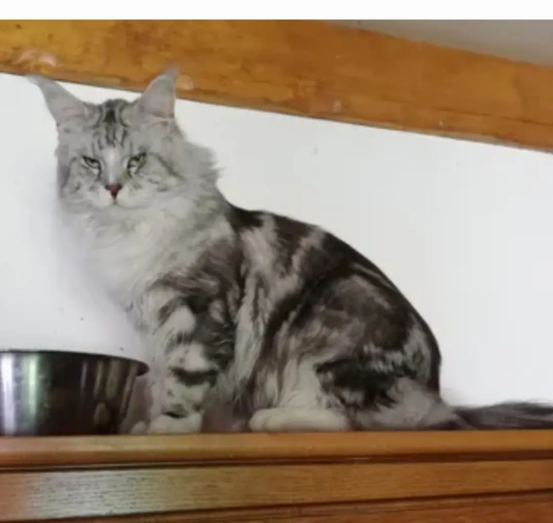 Chat Perdu 50 Manche Chat Perdu 50 Manche