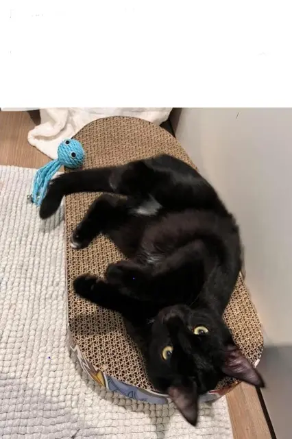 chat lost   50260 Sottevast Flocon