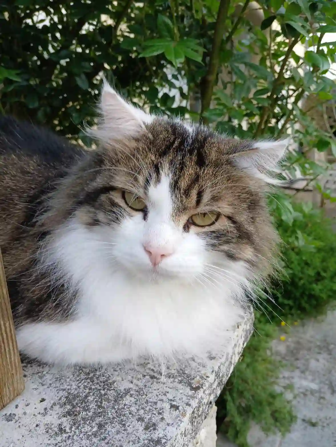 Chat Perdu 50 Manche - Fluffy Chat Perdu 50 Manche - Fluffy