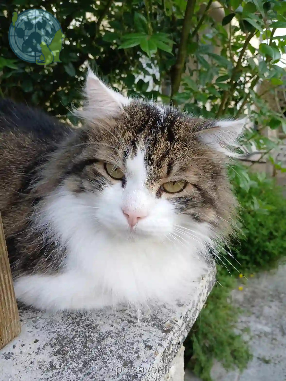 Chat Perdu 50 Manche - Fluffy Chat Perdu 50 Manche - Fluffy