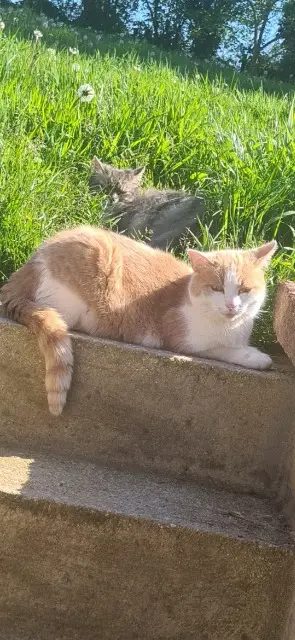 chat lost   50330 Gonneville-le-Theil Malo