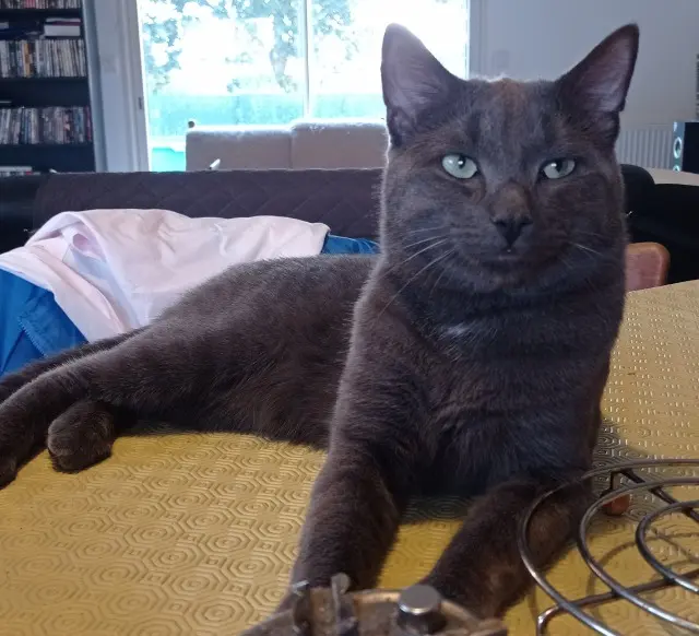 chat lost   50170 Pontorson Grisou