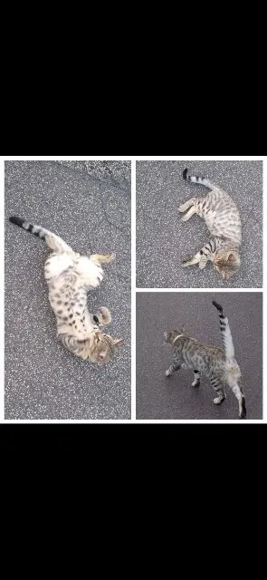 chat lost   50200 Coutances Grizou