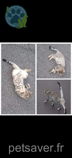 gato perdido 50200 Coutances Grizou gato lost 50200 Coutances Grizou