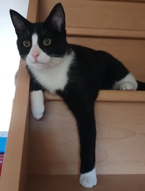 chat lost   50210 Roncey Heimdallr