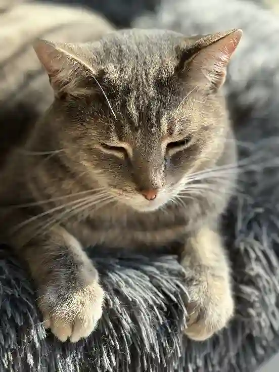 Chat Perdu 50 Manche Chat Perdu 50 Manche
