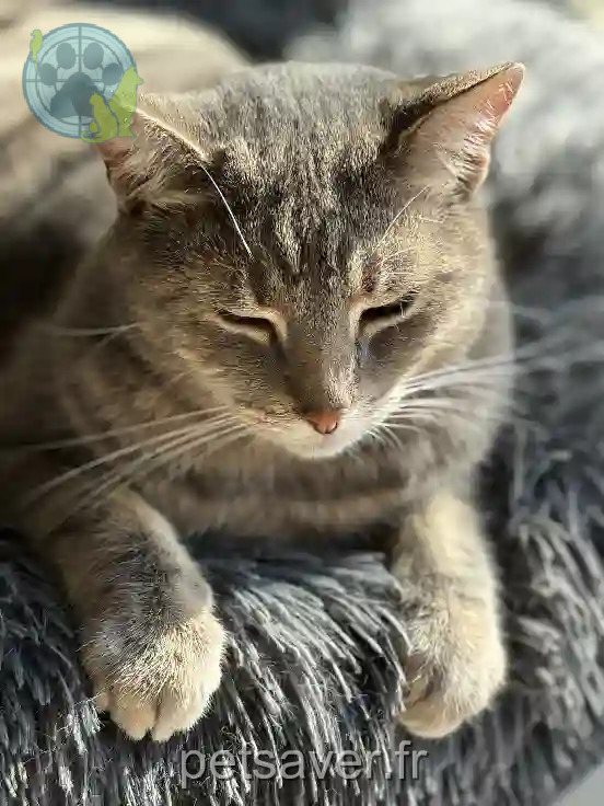 Chat Perdu 50 Manche Chat Perdu 50 Manche