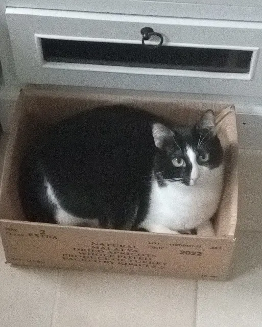 chat lost    Cherbourg-en-Cotentin Joe