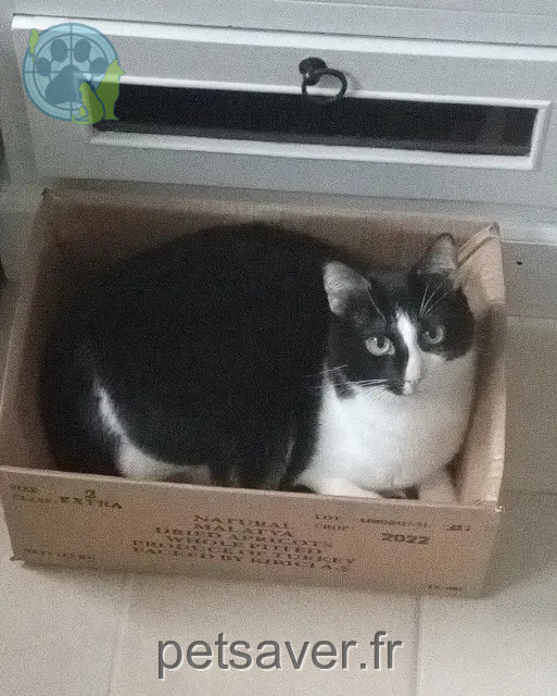 Kater vermisst Cherbourg-en-Cotentin Joe Kater lost Cherbourg-en-Cotentin Joe