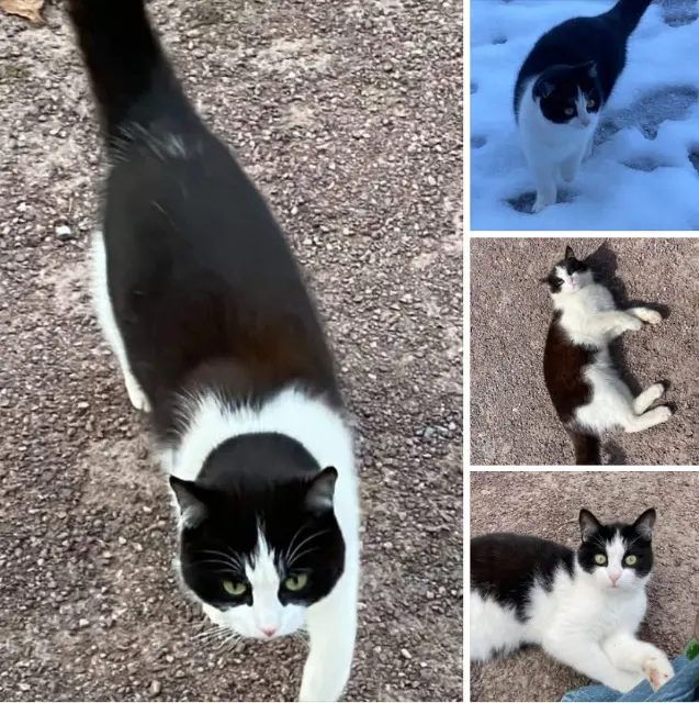 chat lost   50520 Juvigny les Vallées Mati