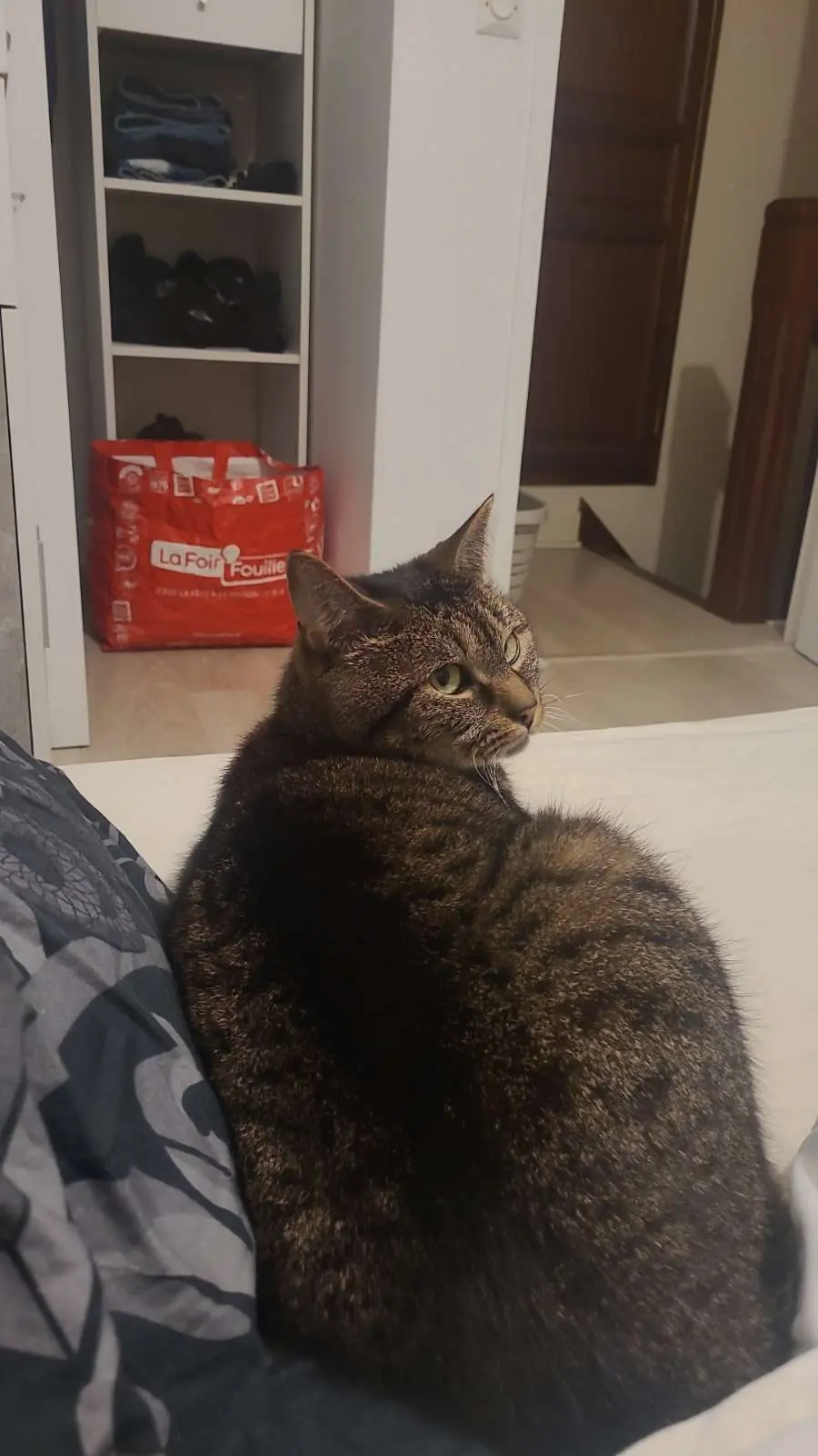 Chat Perdu 50 Manche - Kebab Chat Perdu 50 Manche - Kebab