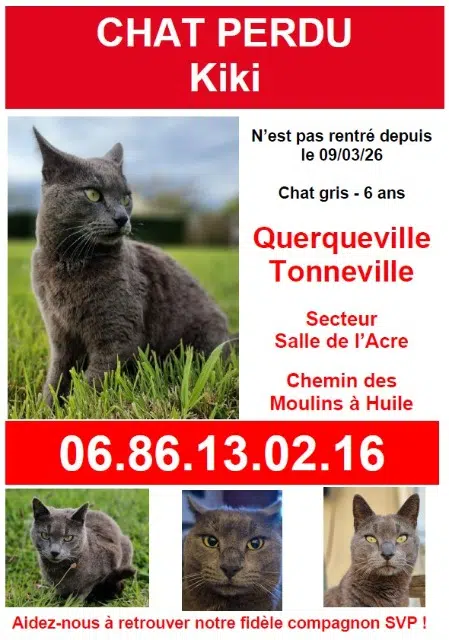 chat lost    Cherbourg-en-Cotentin Kiki