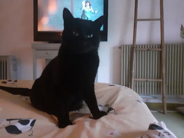 chat lost   50320 Le Grippon Mimou