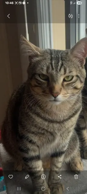 chat lost    Carentan-les-Marais Loky