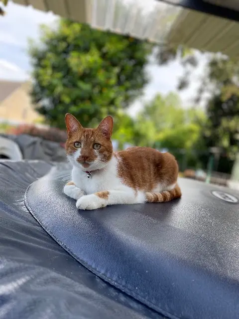 chat lost    Picauville Loulou