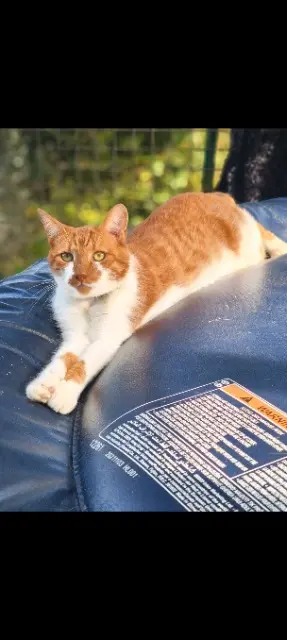 chat lost    Picauville Loulou