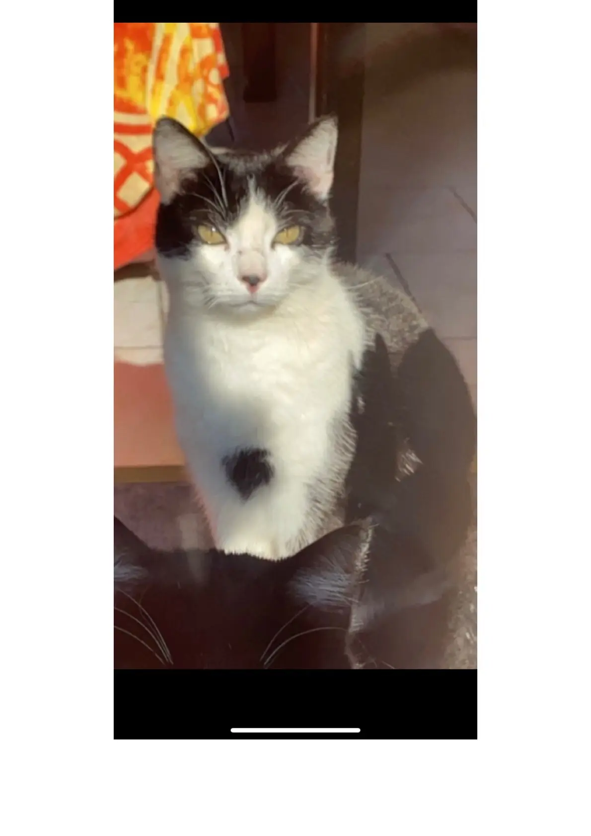 Chat Perdu 50 Manche - Loulou Chat Perdu 50 Manche - Loulou