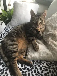 chat lost   50560 Blainville-sur-Mer Loulou
