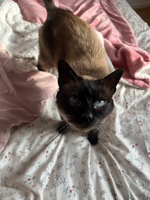 chat lost   50700 Valognes Marcel