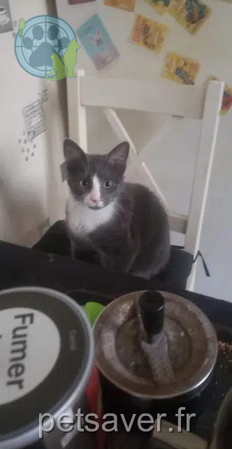 chat lost   50570 Marigny-Le-Lozon Mistigri