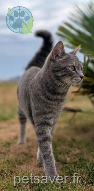chat lost 50220 Saint-Quentin-sur-le-Homme Milo