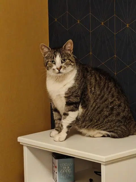 chat lost   50710 Créances Mimi