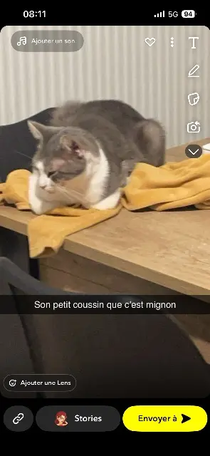 chat lost   50000 Saint-Lô Miro