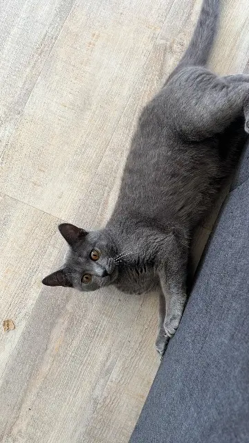 chat lost   50500 Baupte Myxa