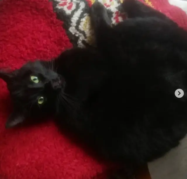 chat lost   50810 La Barre-de-Semilly N'golo