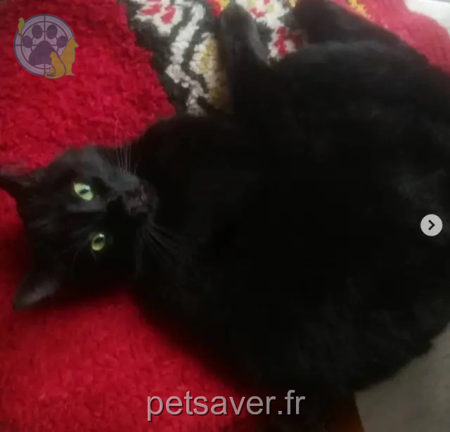 Kater vermisst 50810 La Barre-de-Semilly N'golo Kater lost 50810 La Barre-de-Semilly N'golo