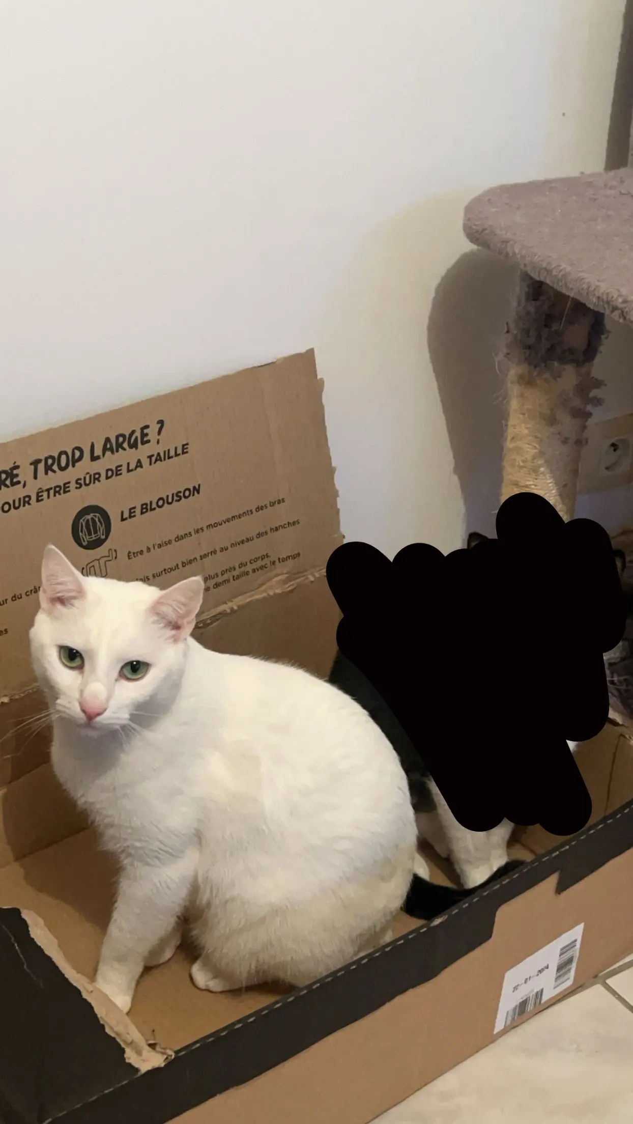 Chat Perdu 50 Manche - Neige Chat Perdu 50 Manche - Neige