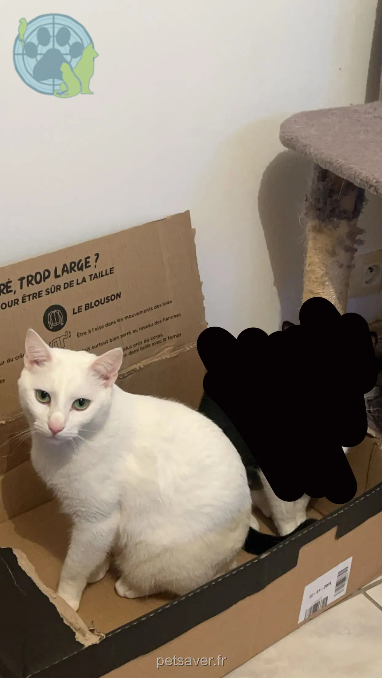 Chat Perdu 50 Manche - Neige Chat Perdu 50 Manche - Neige