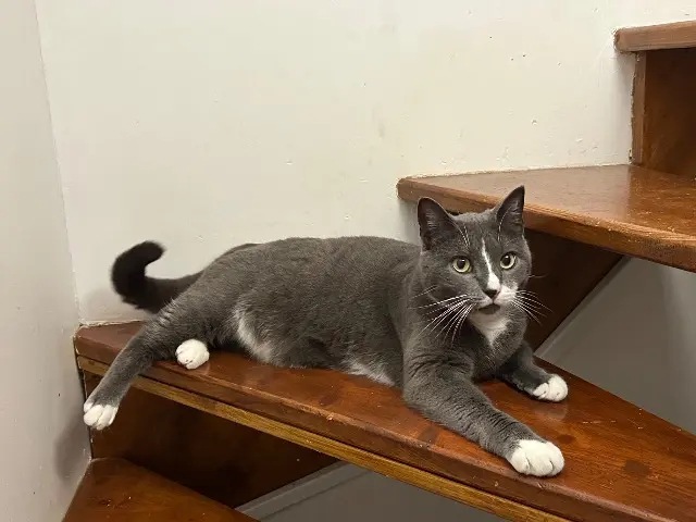 chat lost   50240 Saint-James Noodle