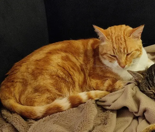 chat lost   50560 Blainville-sur-Mer Oliver