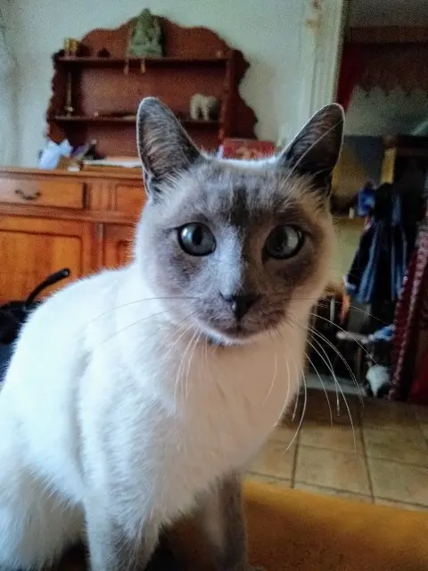 chat lost   50810 Saint-Jean-d'Elle Otis