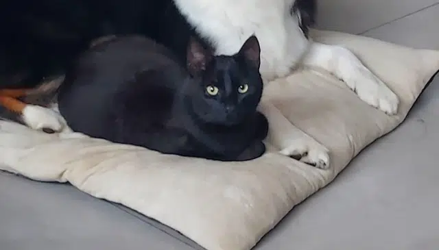 chat lost   50350 Donville-les-Bains Paco