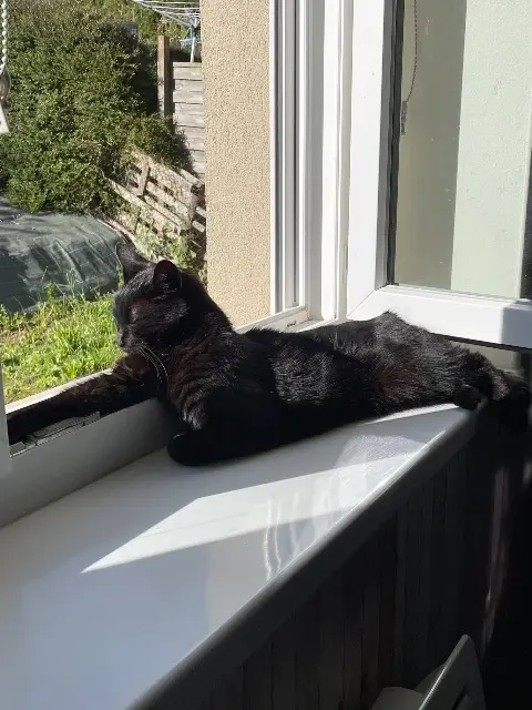 chat lost   50410 Percy-en-Normandie Chouchou