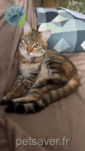 gato lost   50880 La Meauffe Pierre