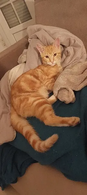 chat lost   50730 Saint-Brice-de-Landelles Pika