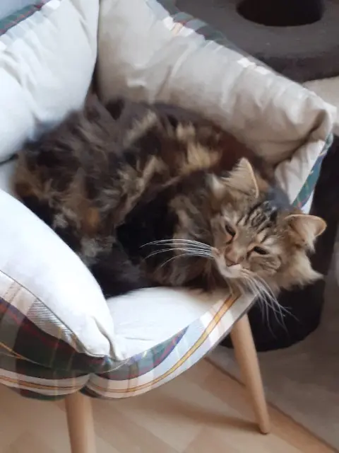 chat lost   50510 Cérences Pouilleux