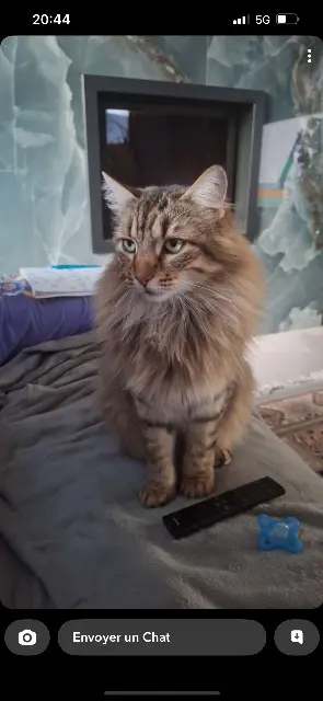 chat lost   50480 Sainte-Mère-Église Pèrenoel