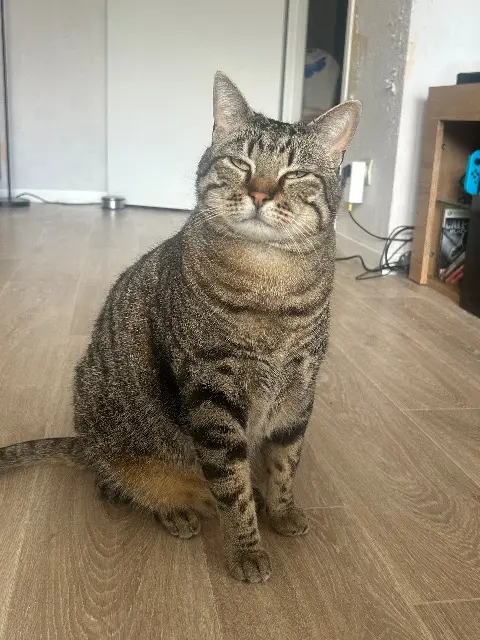 chat lost   50420 Domjean Roan