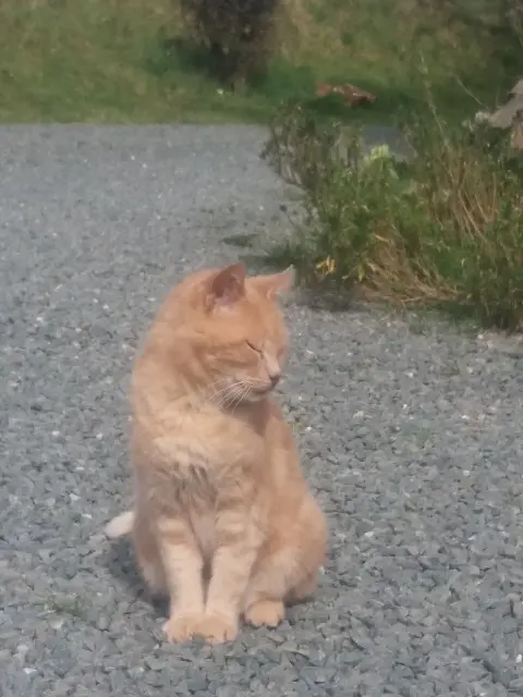 chat lost   50490 Saint-Sauveur-Villages Harry