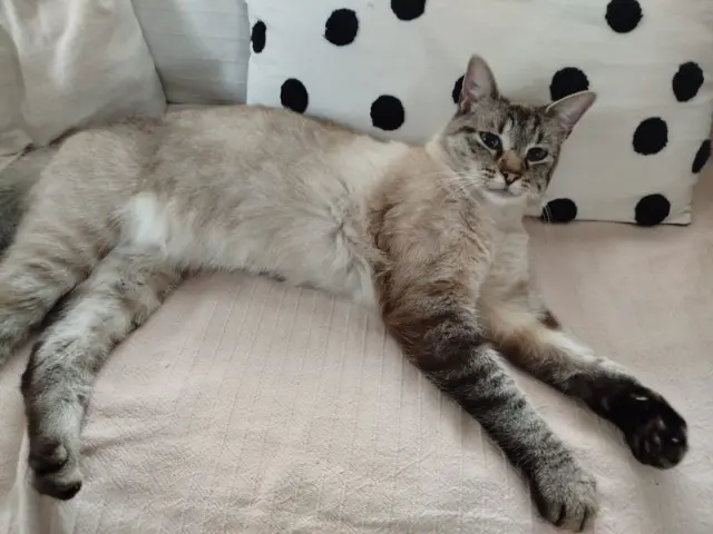 chat lost   50260 Négreville Snow