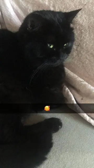 chat lost   50260 Négreville Spock