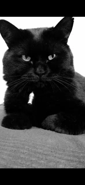 chat lost    Cherbourg-en-Cotentin Spock